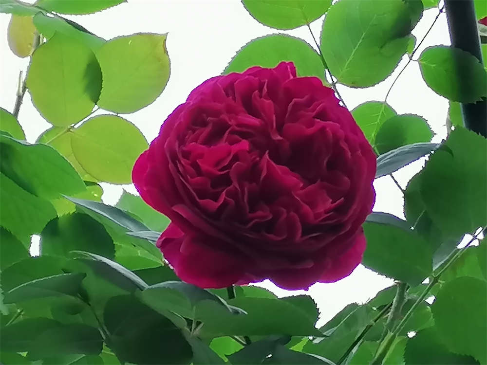 月季花开满心欢喜