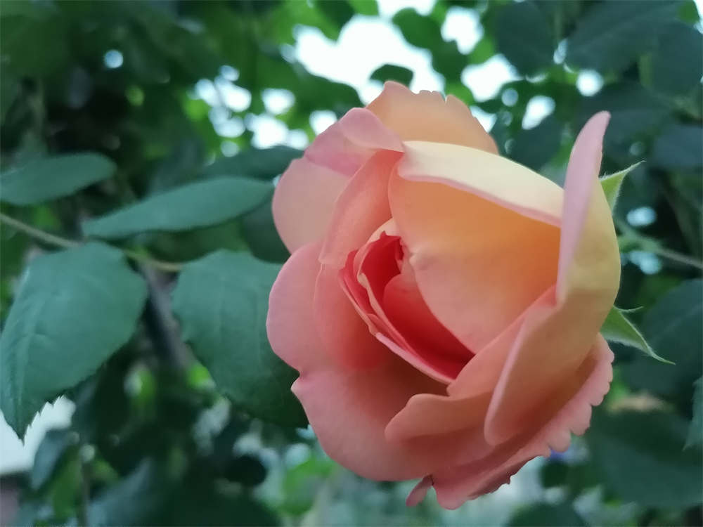 月季花开满心欢喜