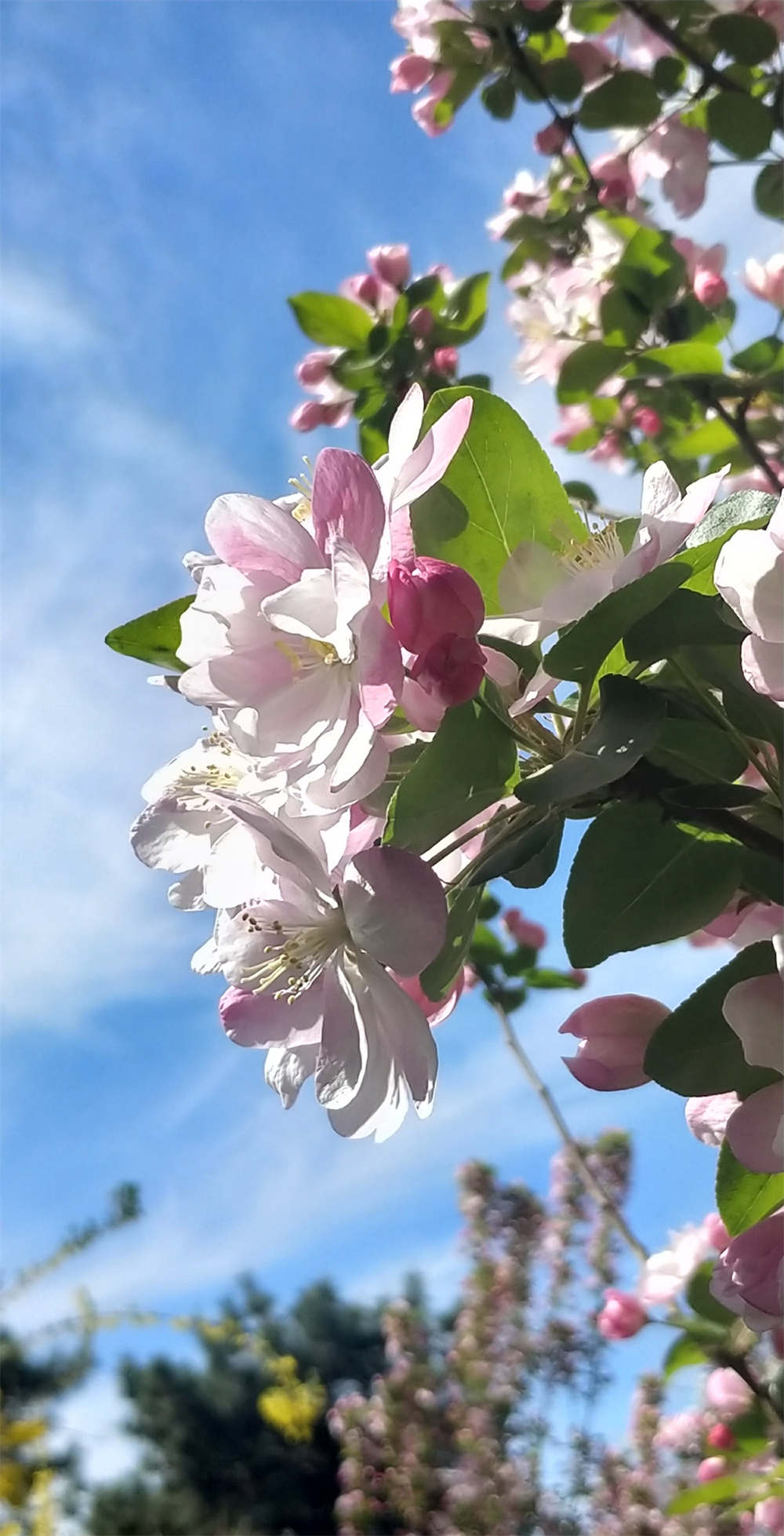 `道格海棠′ 似梨花,洁白清秀 亭亭玉立海棠树下,人们驻足观赏,赞叹这