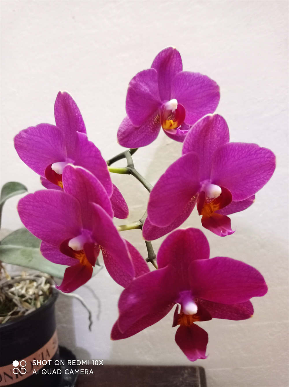 洋兰皇后蝴蝶兰