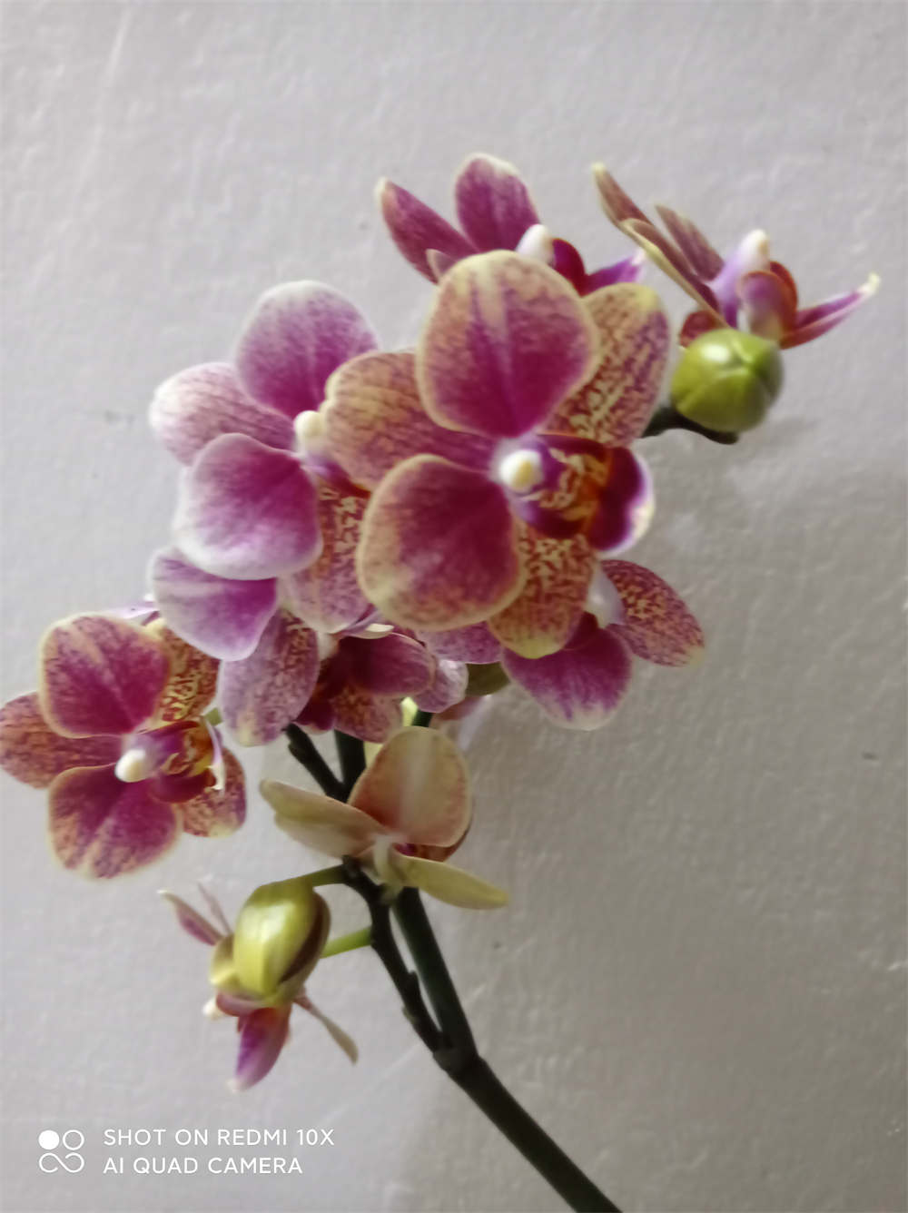 洋兰皇后蝴蝶兰