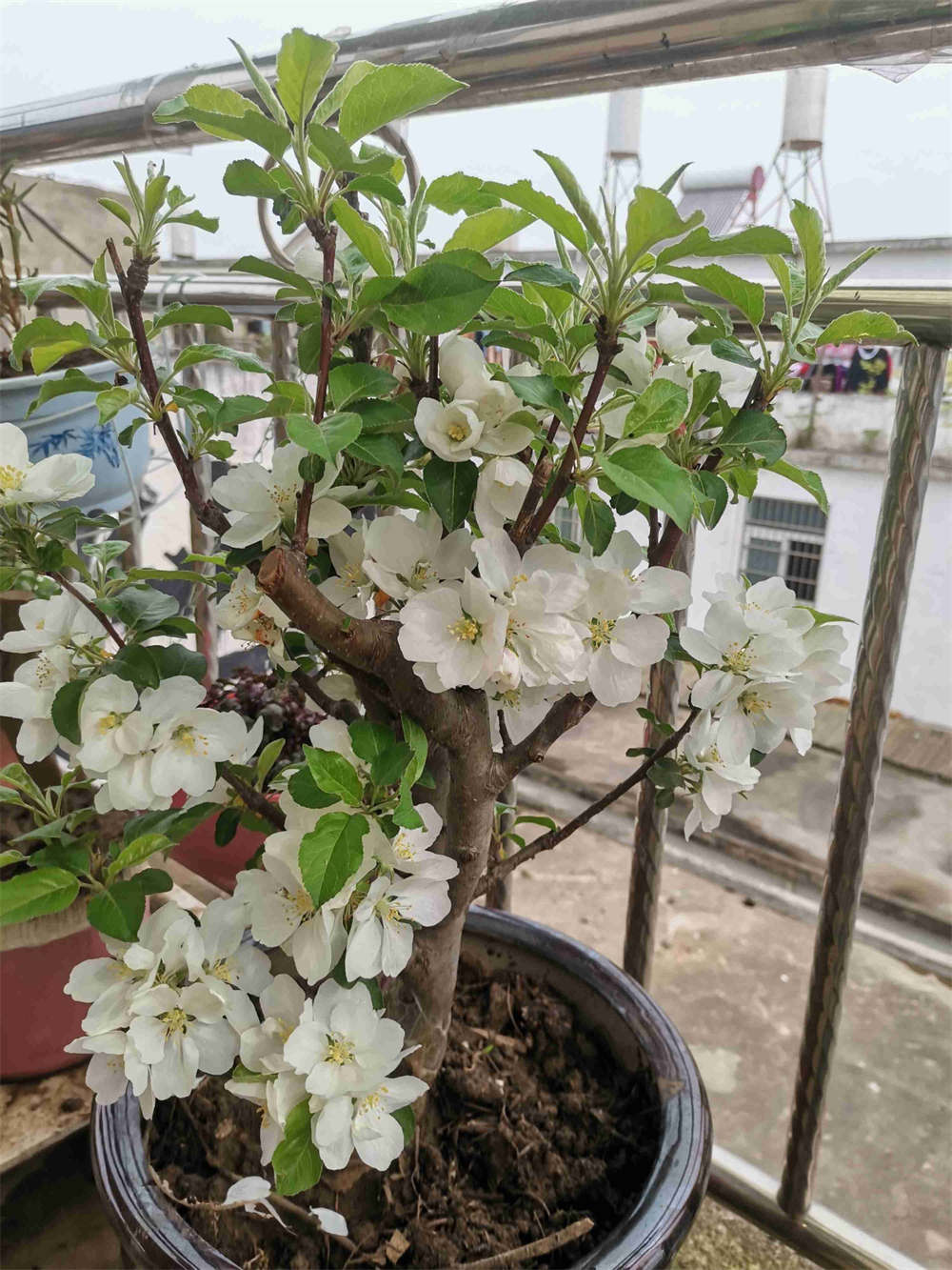 苹果树开花国王骑士图片