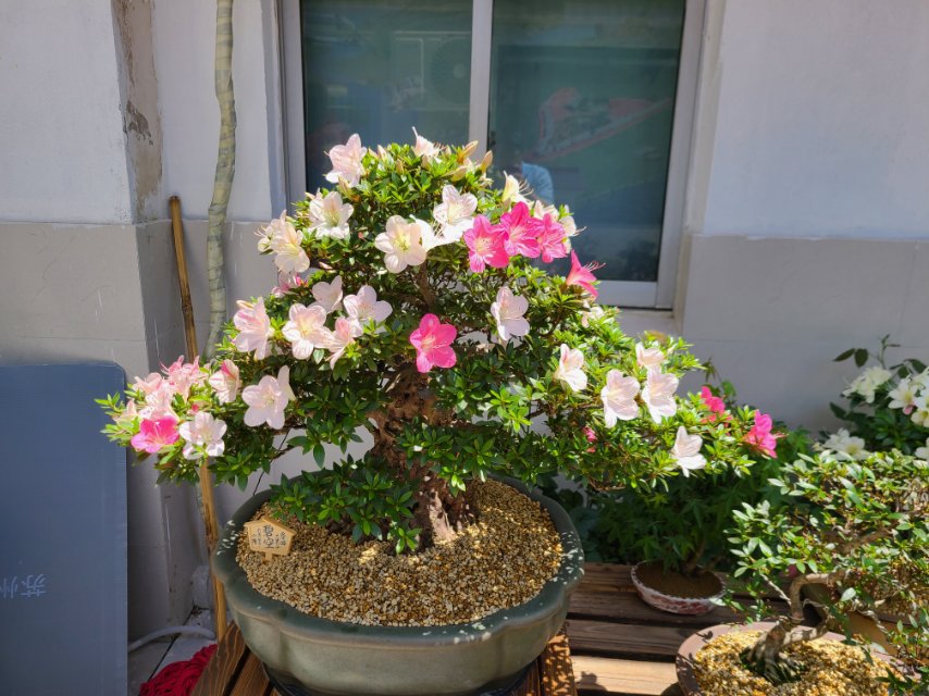 皋月杜鹃和四照花,越开越有味道了9797979797979999