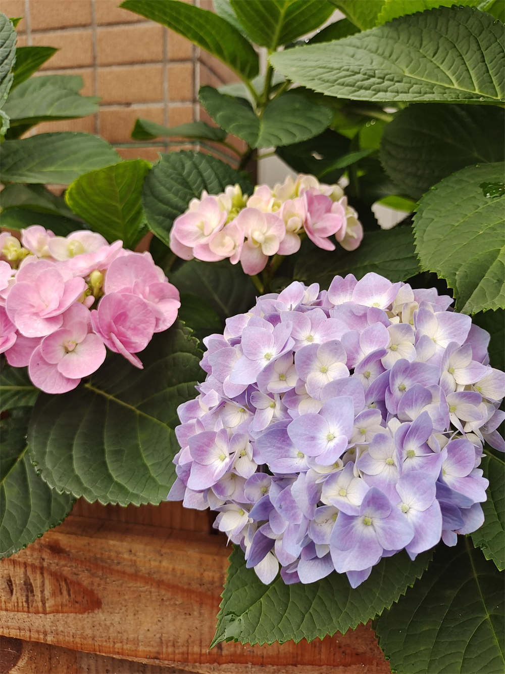 安利一种绣球蝴蝶