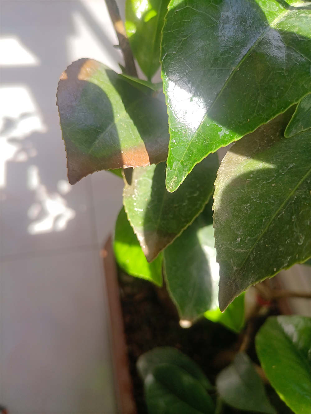 茶花叶子有锈斑图片图片