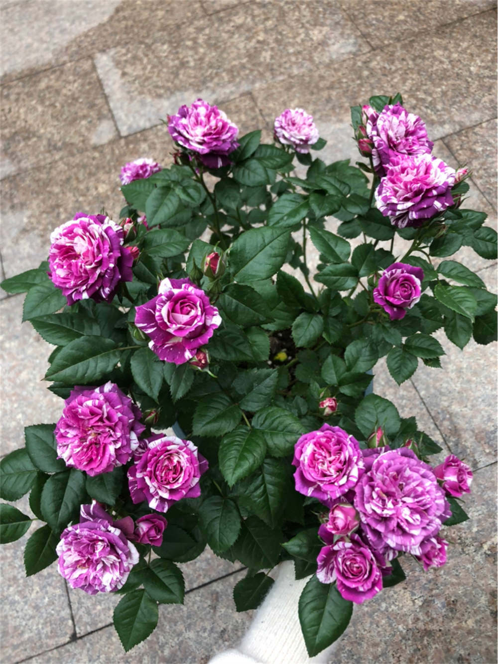 诺娃                  7芬芳宝石