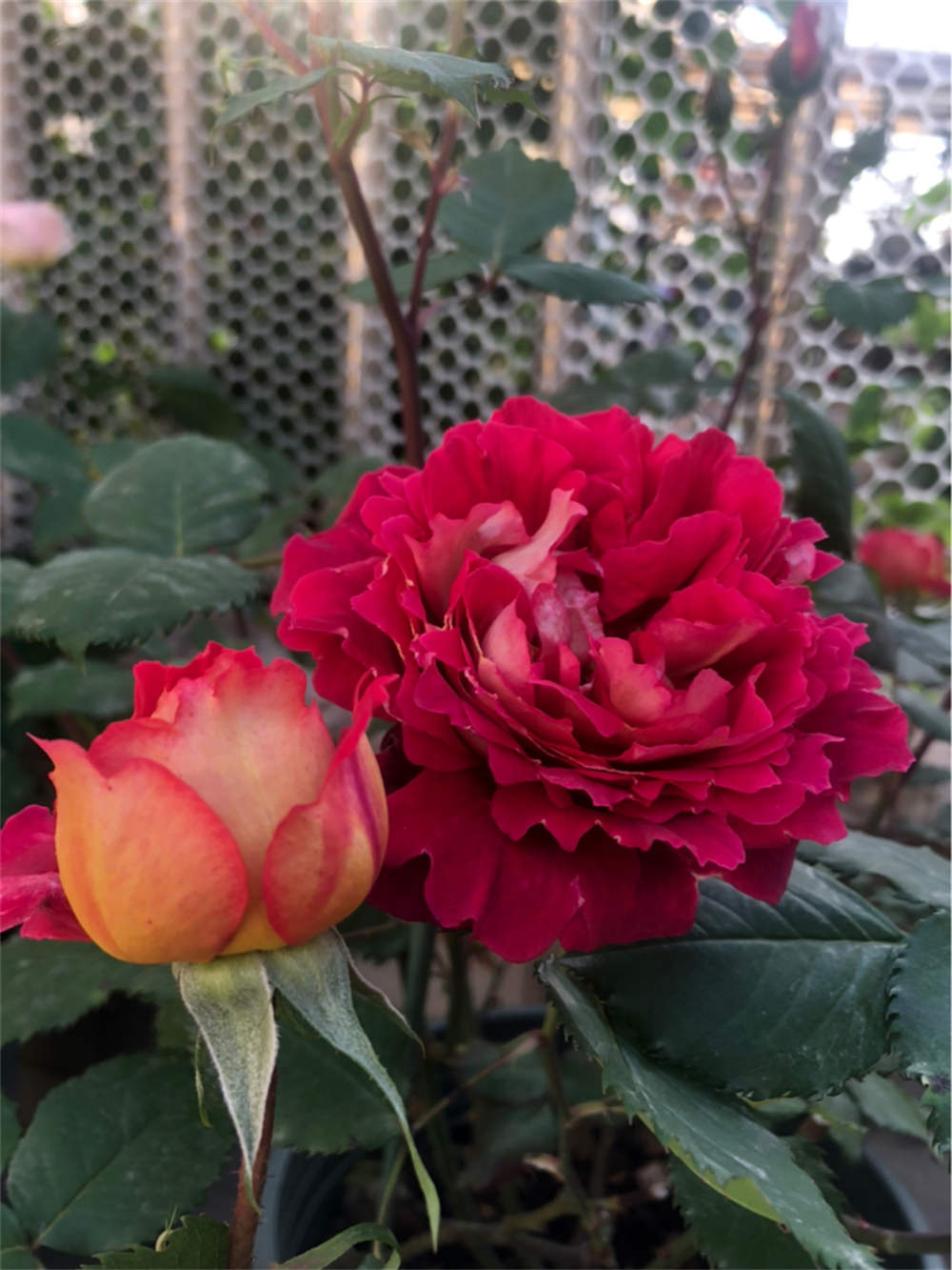 晒晒2021年月季春花