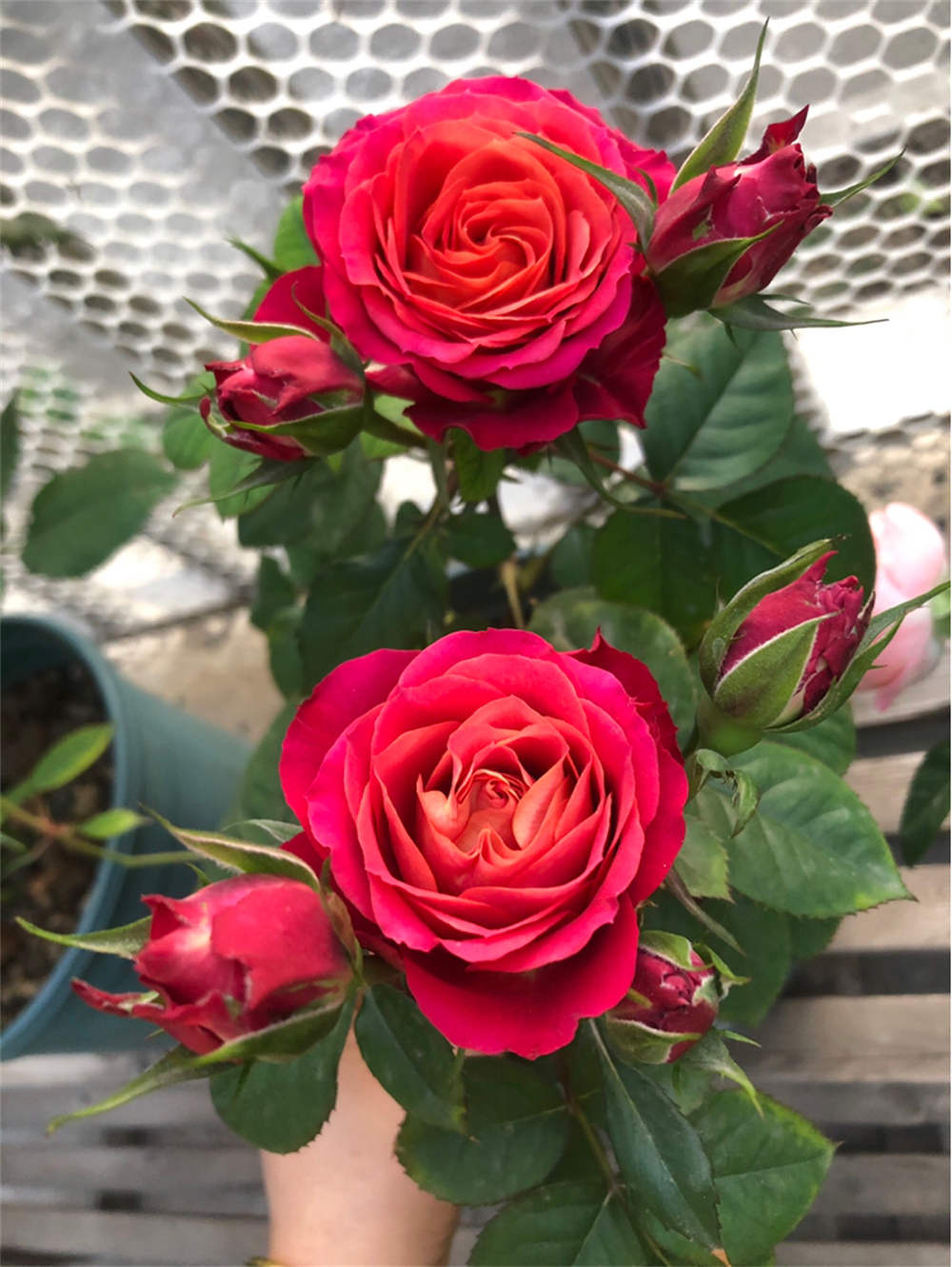 晒晒2021年月季春花