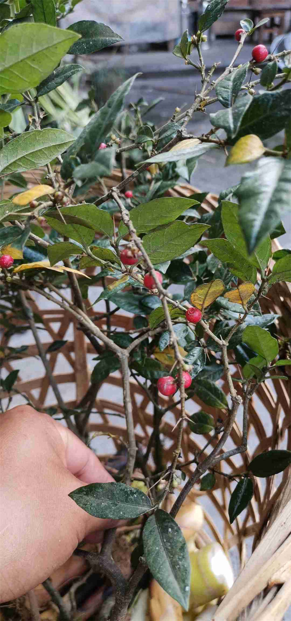 虎刺可做盆景可入医药