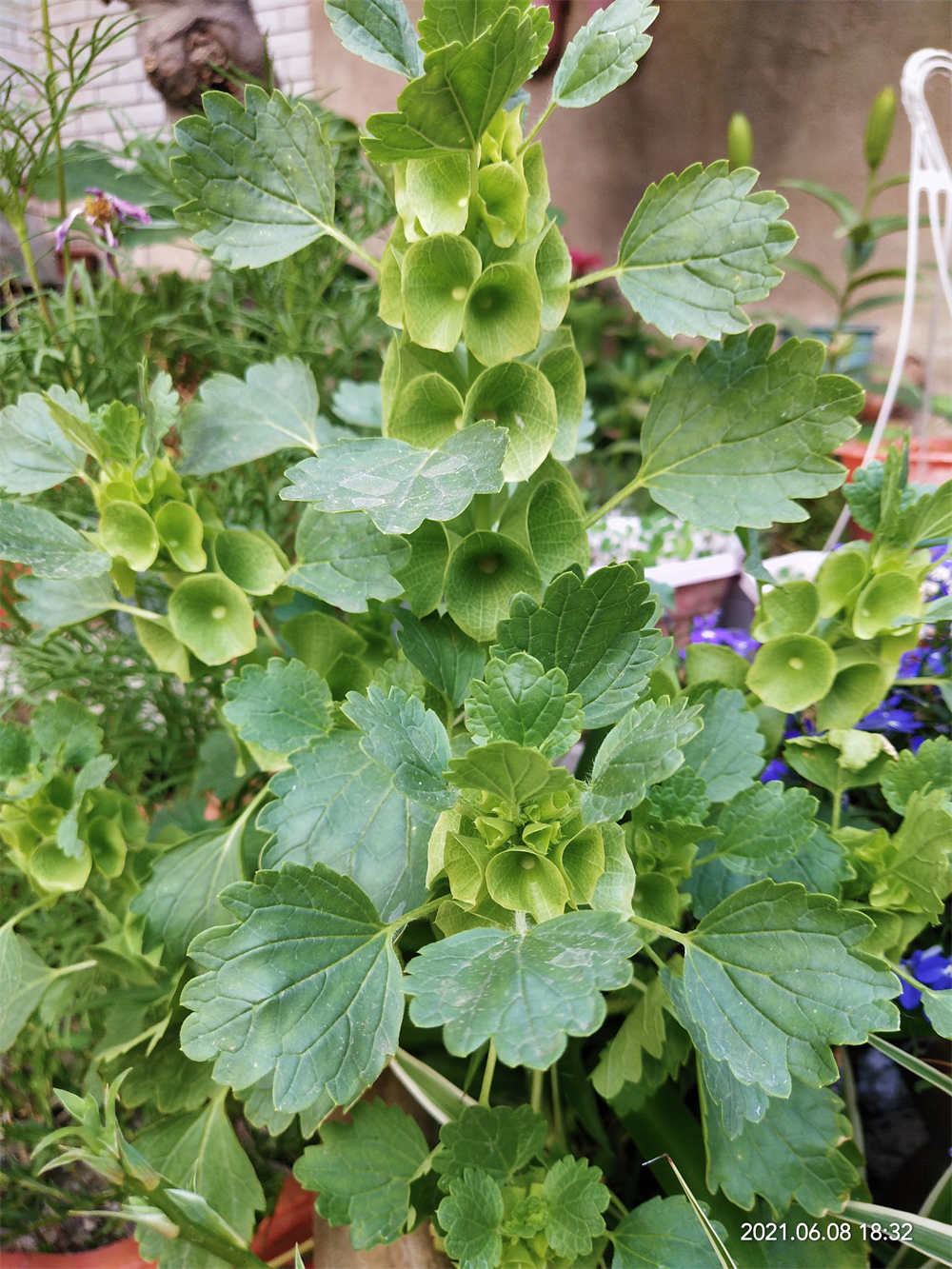 绿色系列的花儿贝壳花