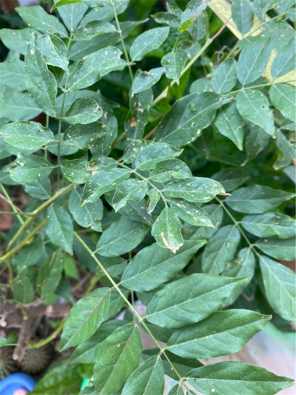 紫藤花不知道什么原因,出现图片问题,种了两颗,一颗已经没了,另一个