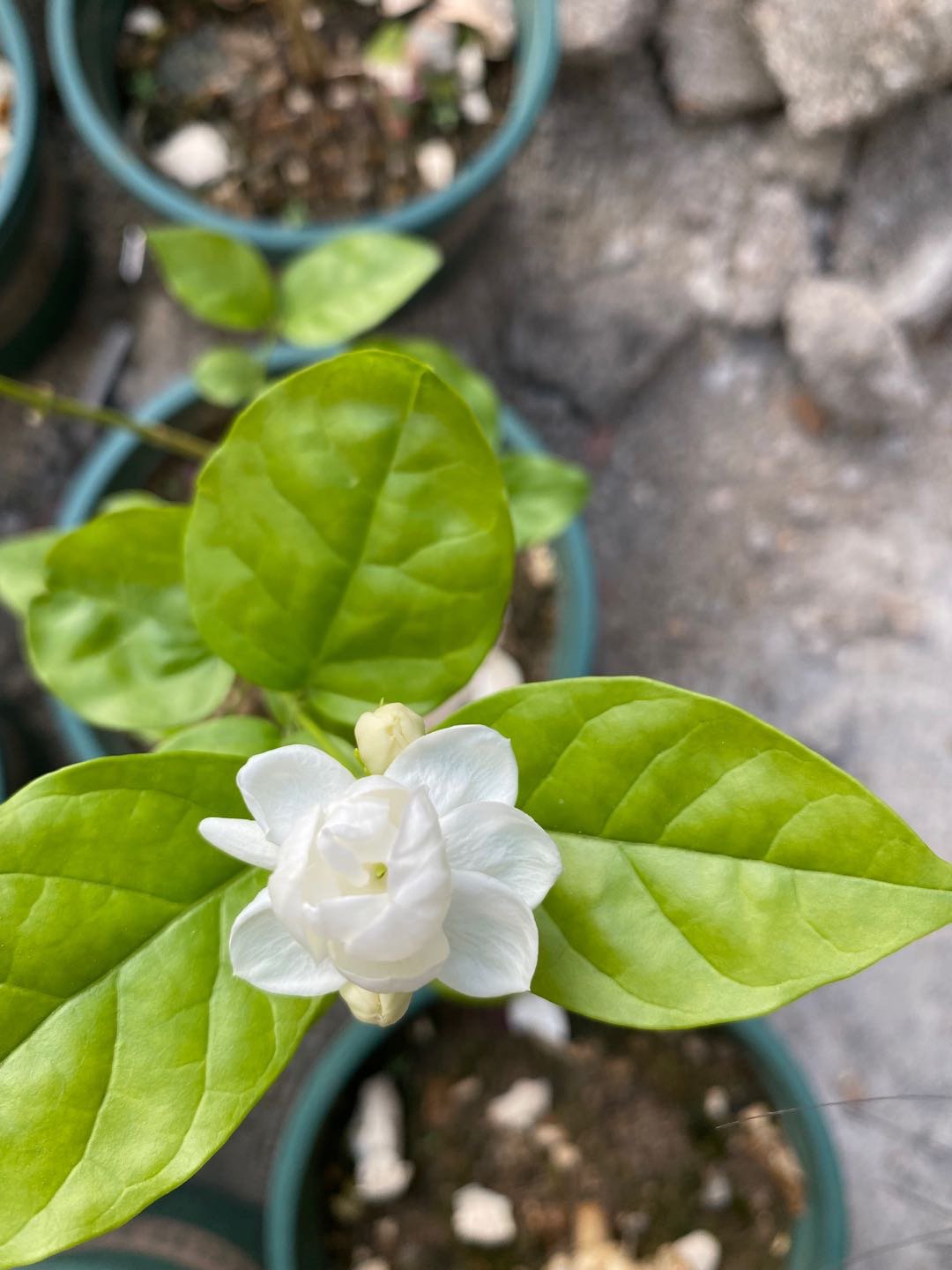 香从清梦回时觉,花向美人头上开.冰雪为容玉作胎,柔情合傍琐窗开.