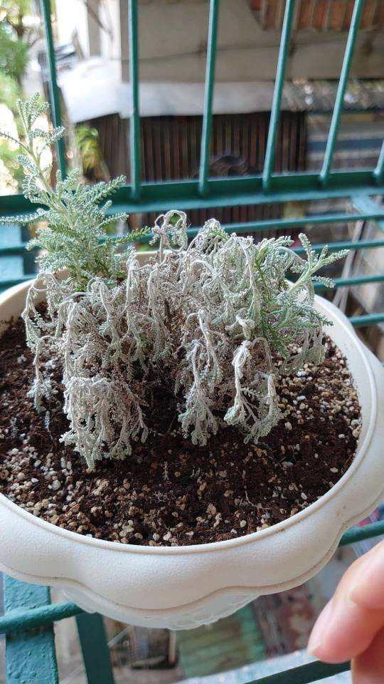 绵杉菊枝条白化低垂请问是什么问题要怎么办