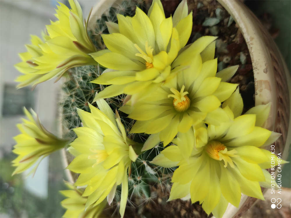 开爆的金星仙人球