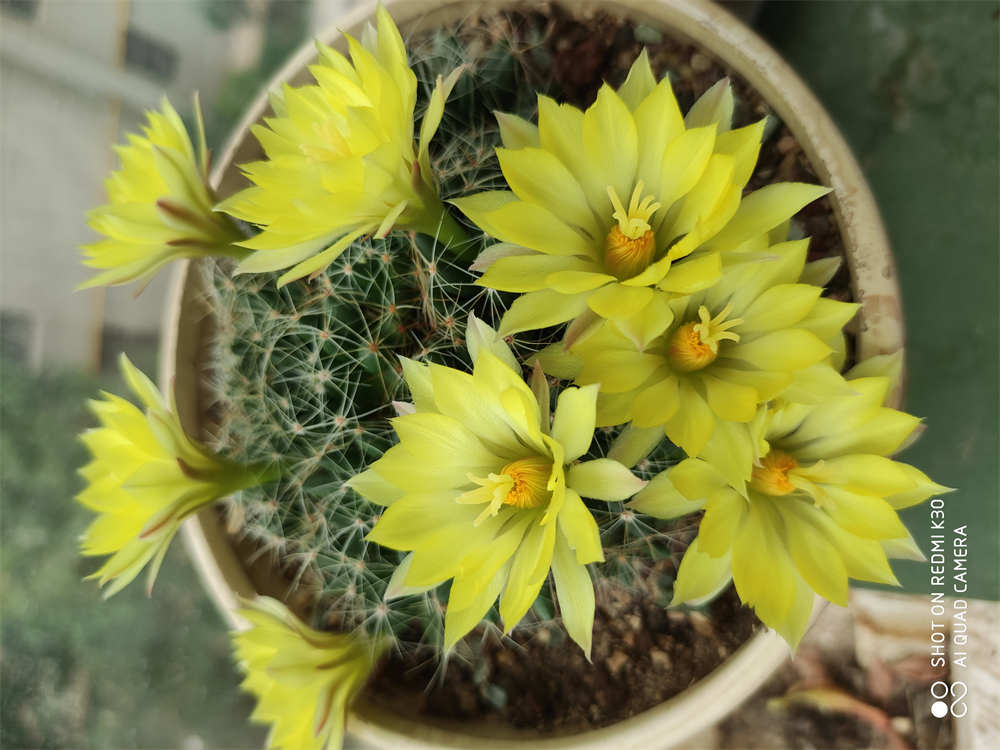 开爆的金星仙人球