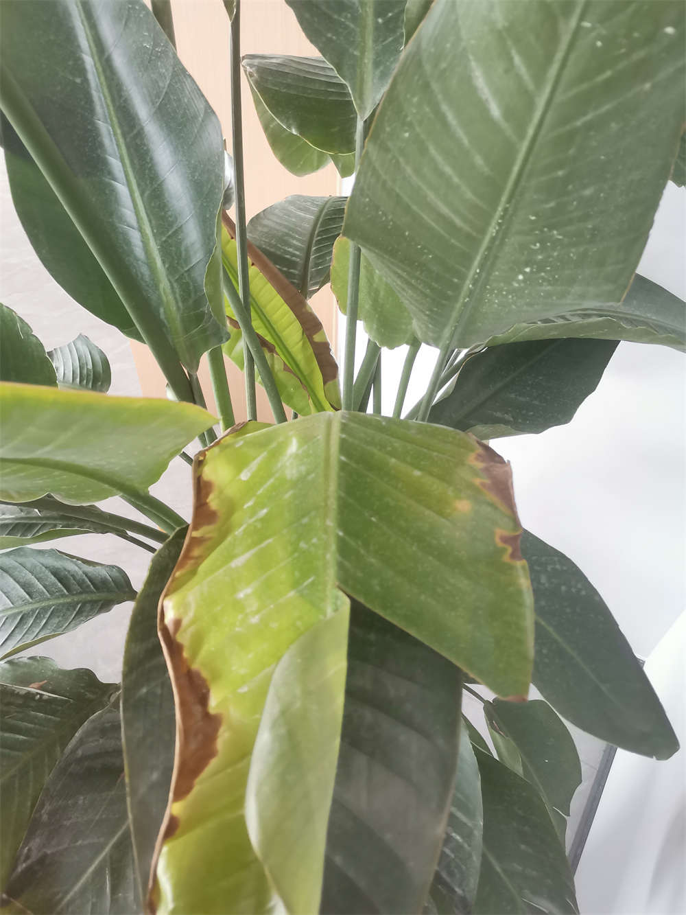 天堂鸟叶子边缘变干是什么原因呀还可以挽救吗