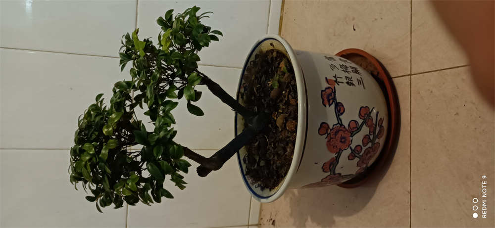 台山特有树种本地红芽黑骨茶