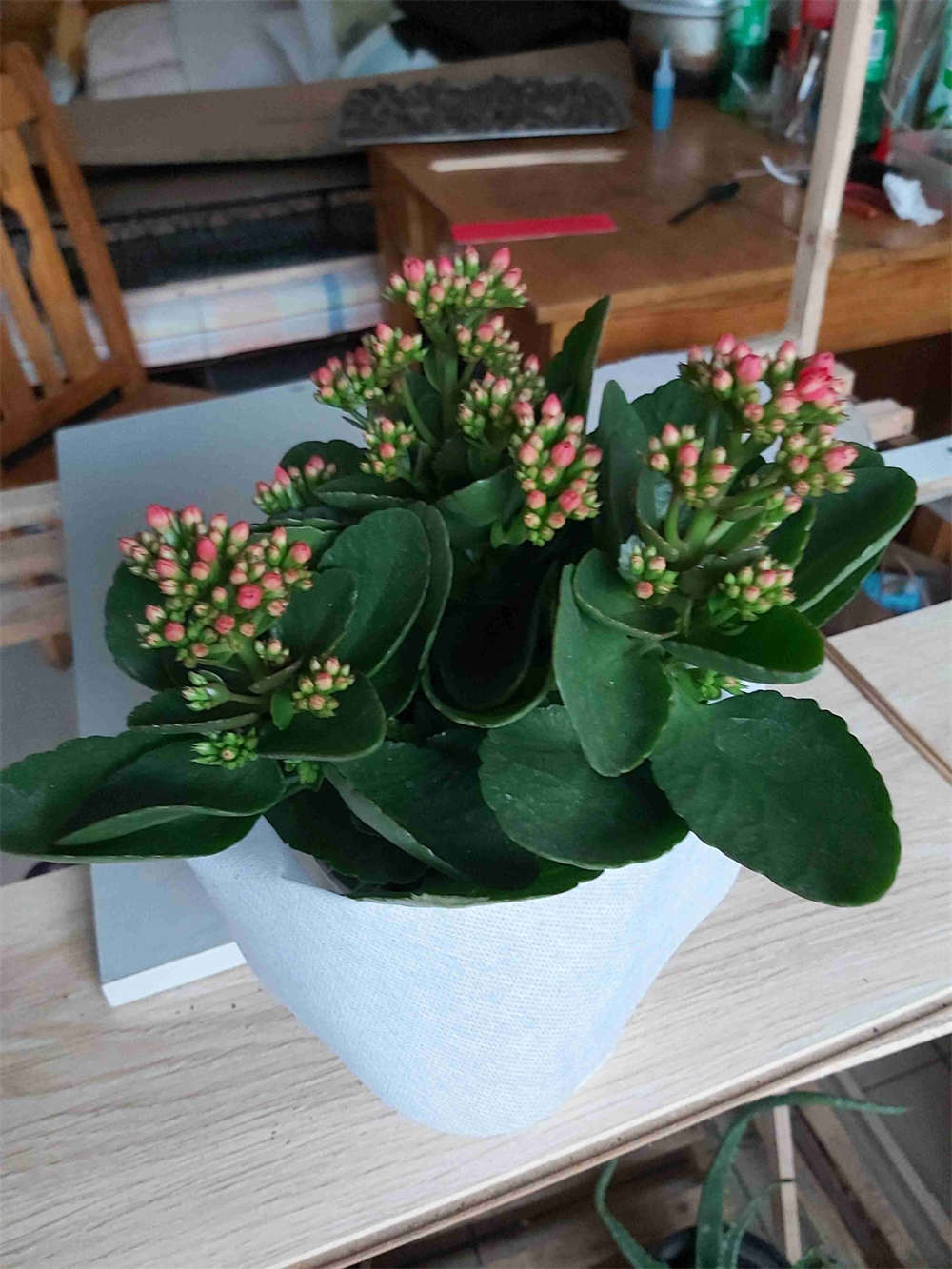 长寿花难过炎热的夏天