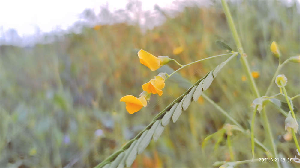 野花儿花的姿态