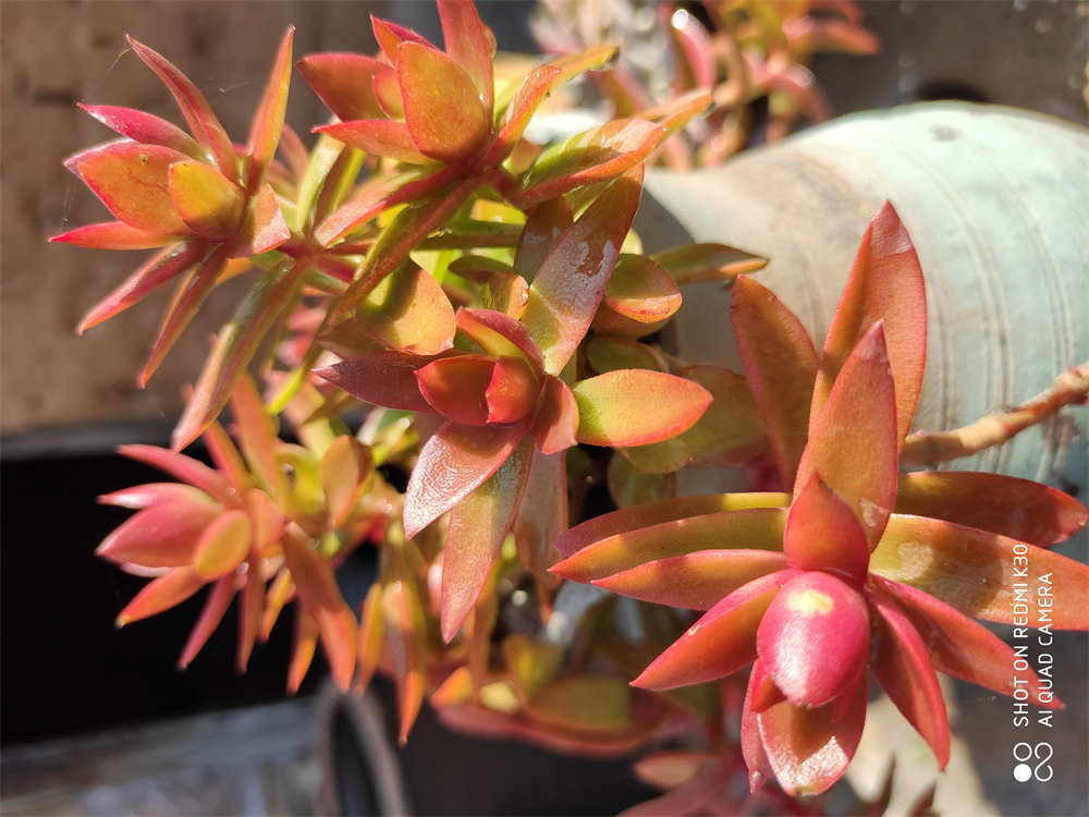 慢慢变红的火祭