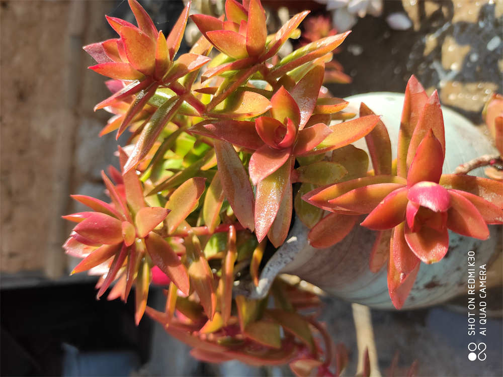 慢慢变红的火祭