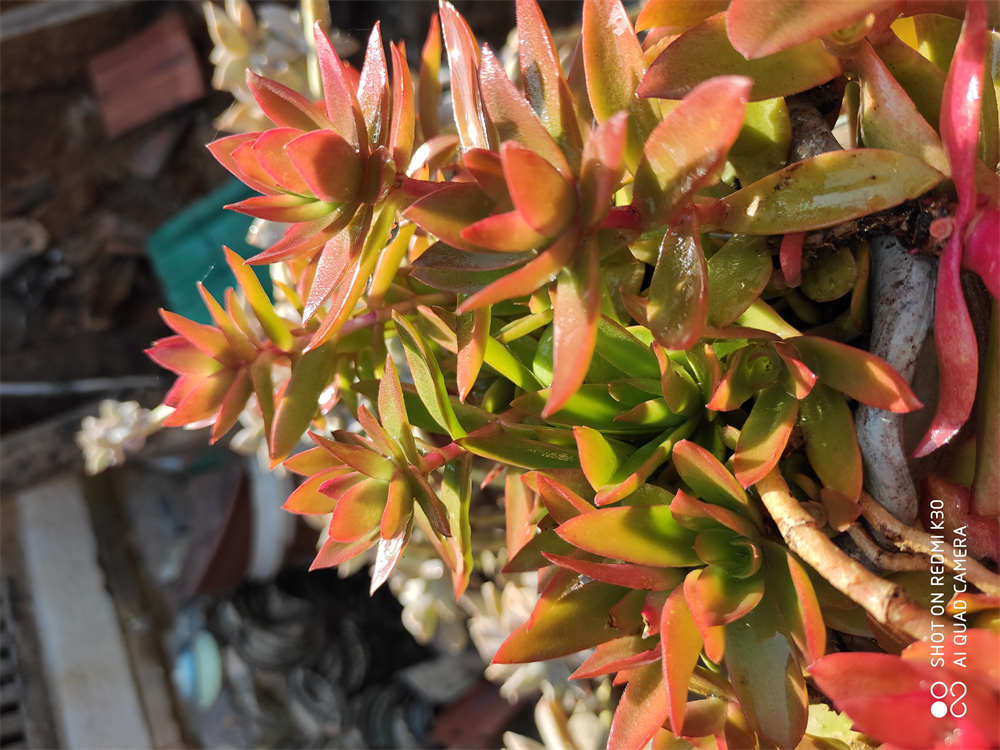 慢慢变红的火祭