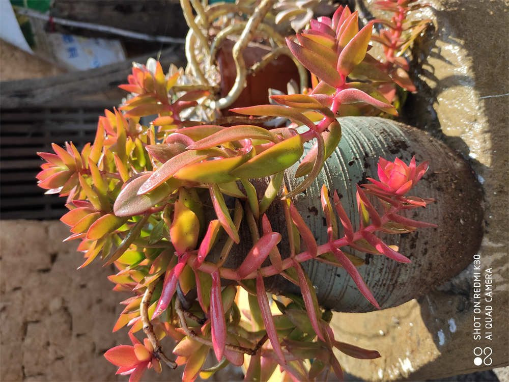 慢慢变红的火祭