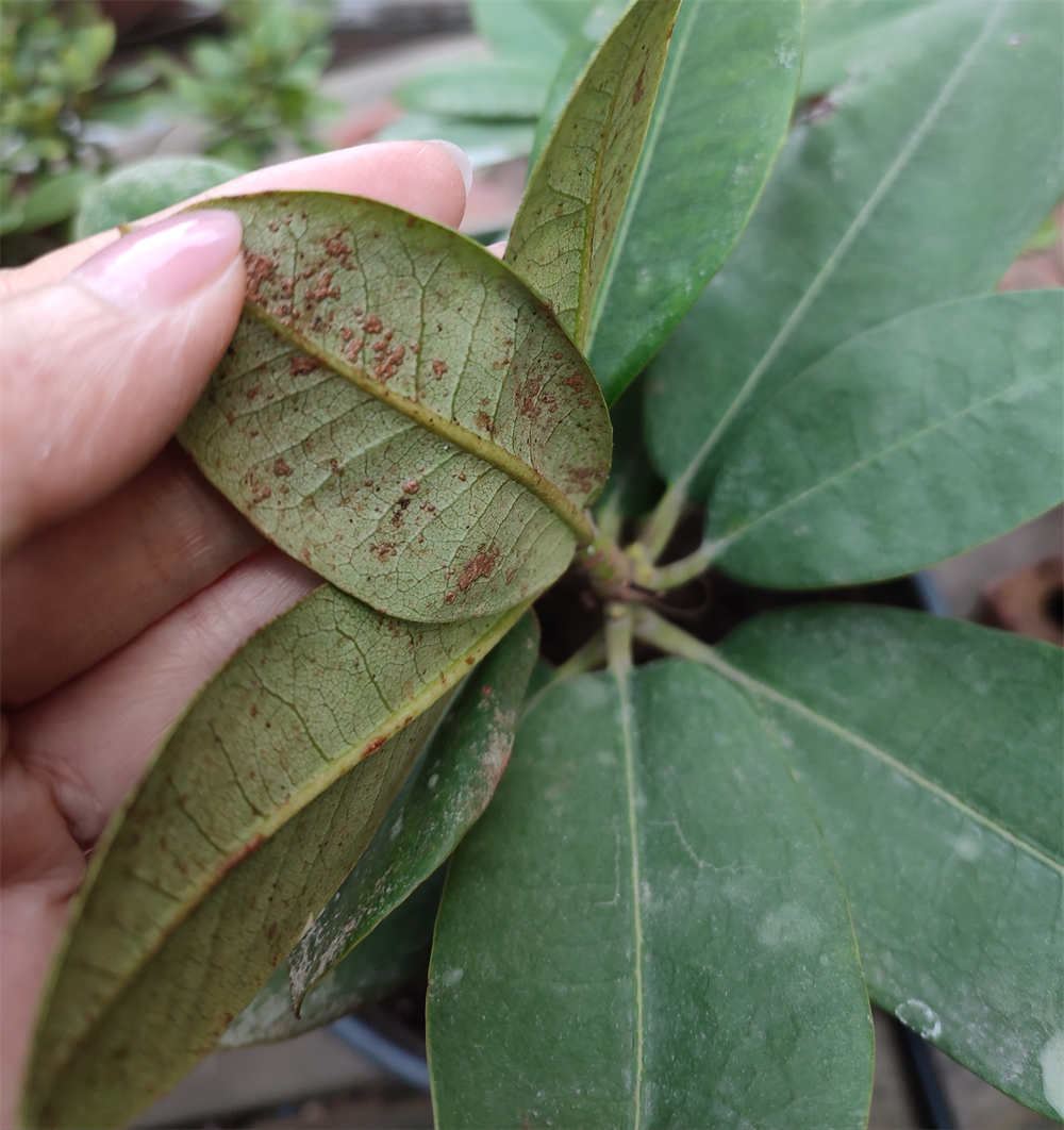 高山杜鹃叶背有褐色斑突求解