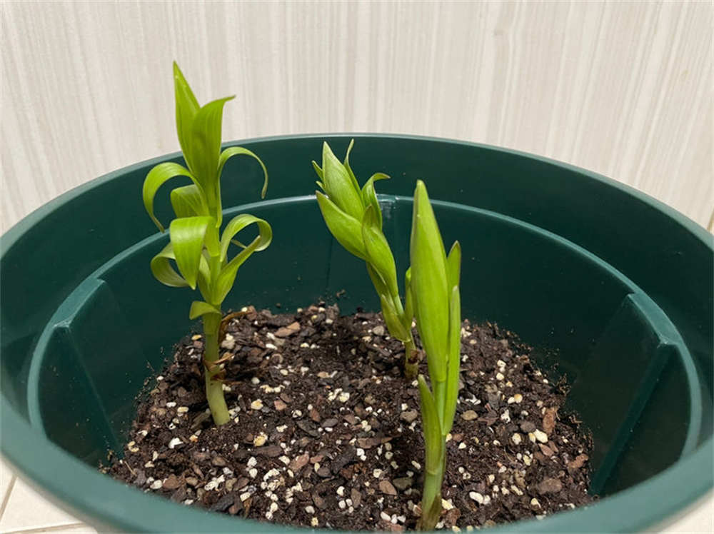 开帖记录我的百合花生长历程