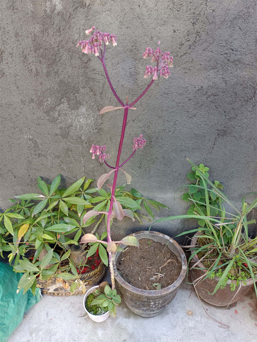 落地生根开花图片功效图片