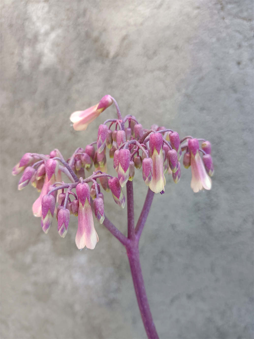 落地生根開花了